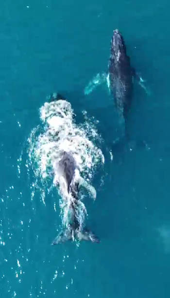 Primeira Baleia-Franca da Temporada é avistada em Arraial do Cabo
