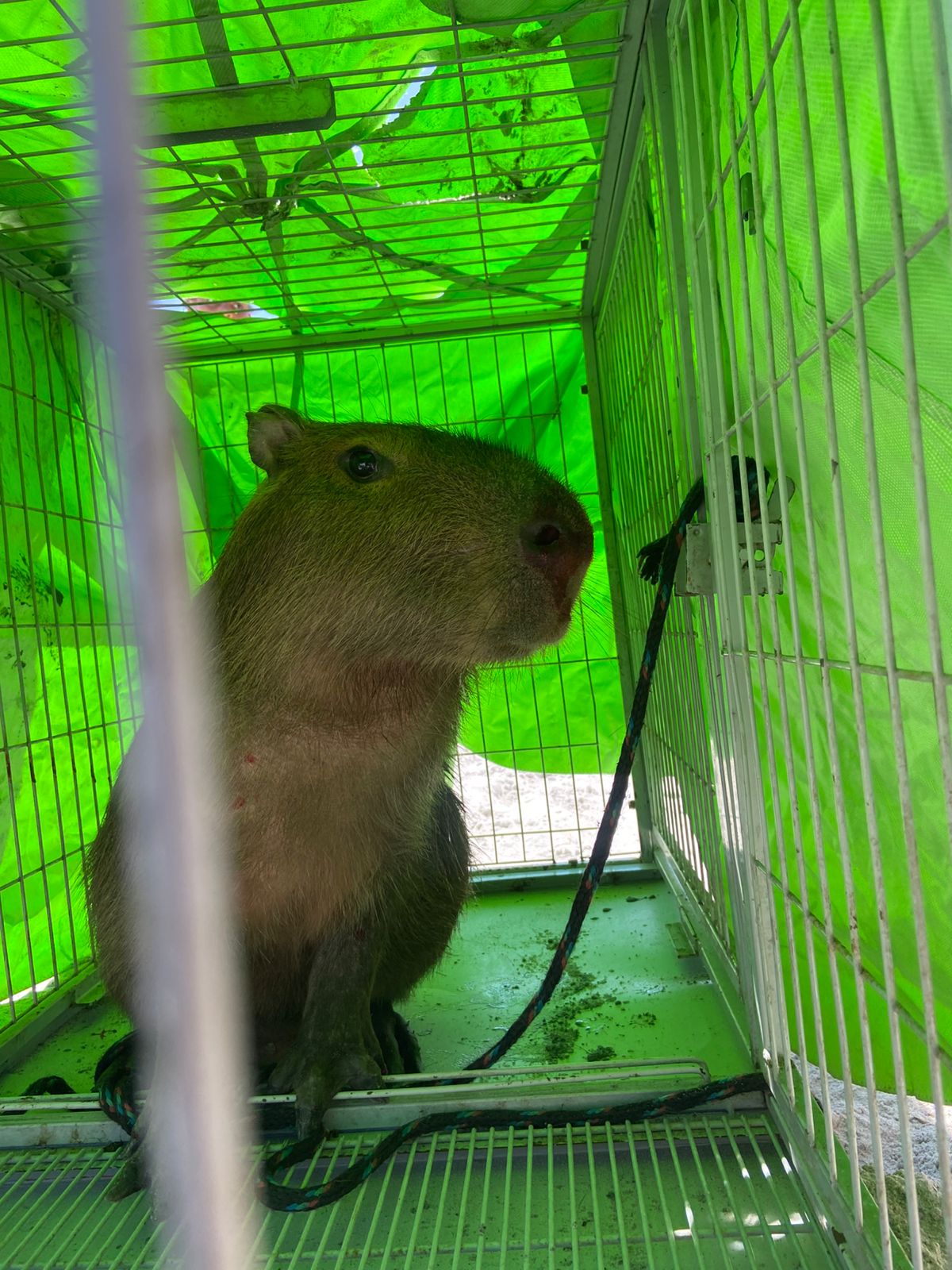 Equipe da Guarda Ambiental resgata capivara na Praia Grande